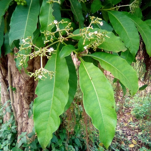 Poison Devil's-Pepper (Rauvolfia vomitoria)
