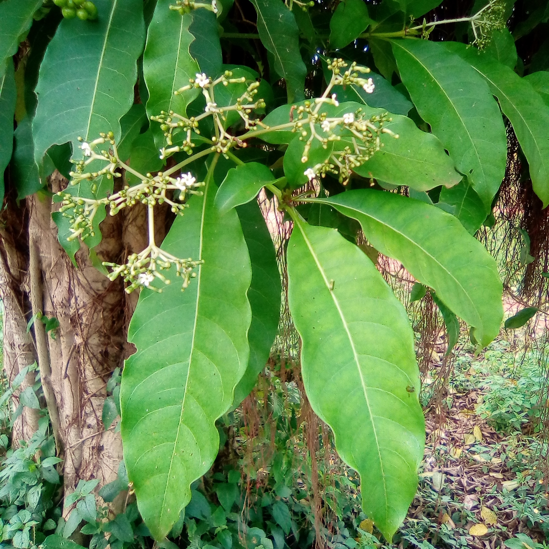 Poison Devil's-Pepper (Rauvolfia vomitoria)