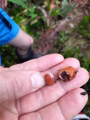 Cortinarius beeverorum