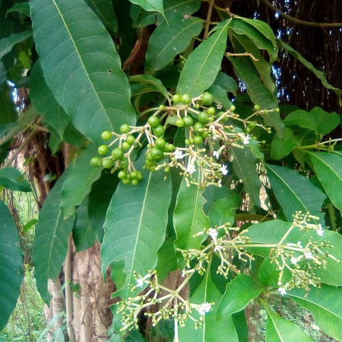 Rauvolfia vomitoria, photograph 1