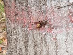 Polistes jokahamae