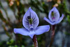 Disa maculata