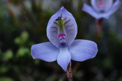 Disa maculata