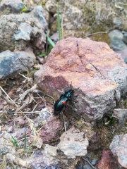 Astylus aulicus
