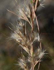 Cymbopogon obtectus