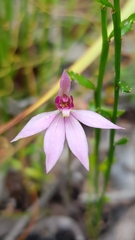 Caladenia hillmanii
