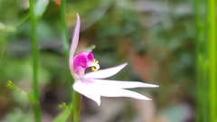 Caladenia hillmanii