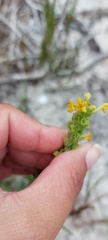 Manulea tomentosa