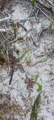 Manulea tomentosa