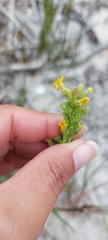Manulea tomentosa