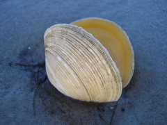 Phacoides pectinatus