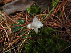 Tripterospermum luzonense