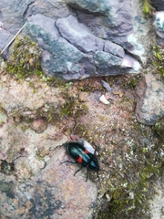 Astylus aulicus