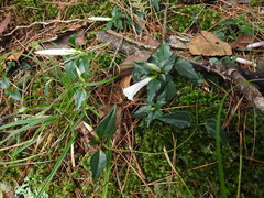 Tripterospermum luzonense