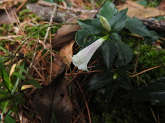 Tripterospermum luzonense