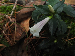 Tripterospermum luzonense