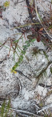 Manulea tomentosa