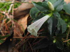 Tripterospermum luzonense