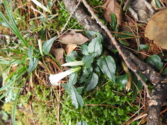 Tripterospermum luzonense