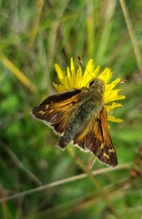 Hesperia comma