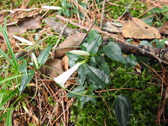 Tripterospermum luzonense