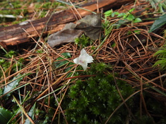 Tripterospermum luzonense