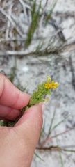 Manulea tomentosa