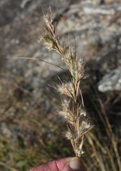Cymbopogon obtectus