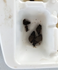 Plotiopsis balonnensis