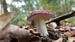 Russula