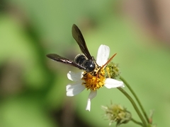 Scolia superciliaris