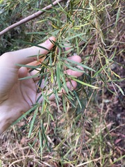 Grevillea linearifolia
