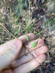 Grevillea linearifolia