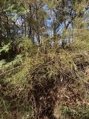 Grevillea linearifolia