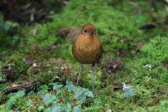Grallaria saturata