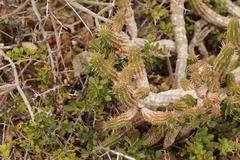 Euphorbia mammillaris