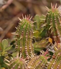 Euphorbia mammillaris
