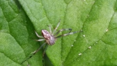 Diaea ambara