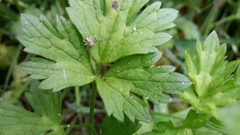 Diaea ambara