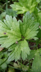 Diaea ambara