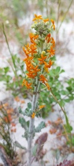 Manulea tomentosa