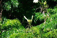Radermachera sinica