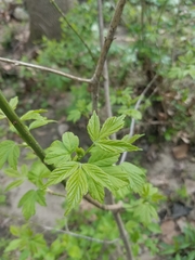 Acer negundo