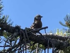 Leucosticte tephrocotis littoralis