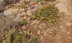 Solanum tomentosum tomentosum