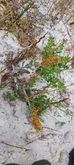 Manulea tomentosa