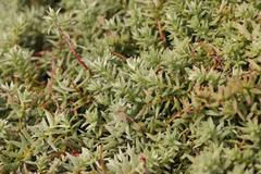 Chenolea diffusa