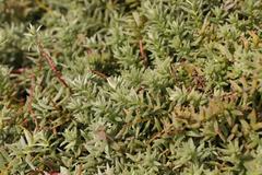 Chenolea diffusa