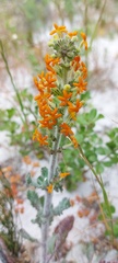 Manulea tomentosa