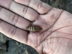 Pseudonebularia proscissa